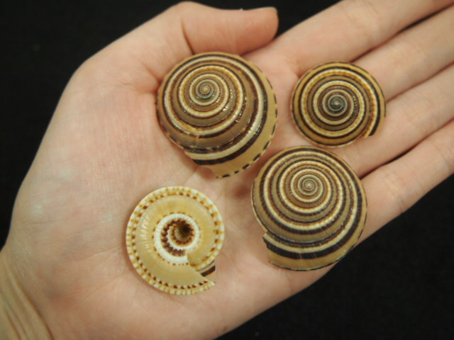 法螺貝36.1cm 法螺貝 40cm 1070g 特大 - Kaiショップ