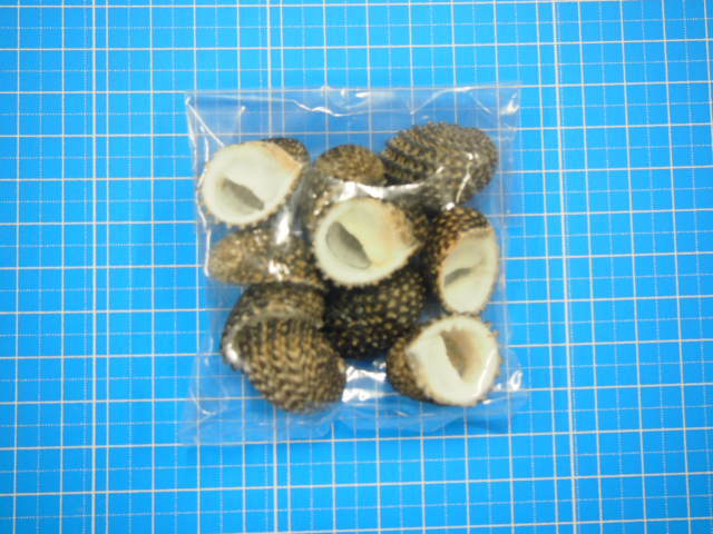 マキミゾアマオブネ【約2～3cm/10個】[メール便可-8袋まで] En:Snake