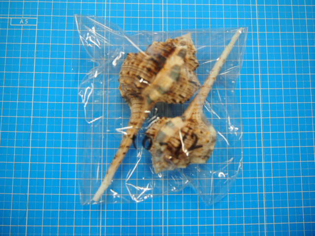 サツマツブリ【約10～12cm/2本入】 En: Snipe's Bill Murex (size