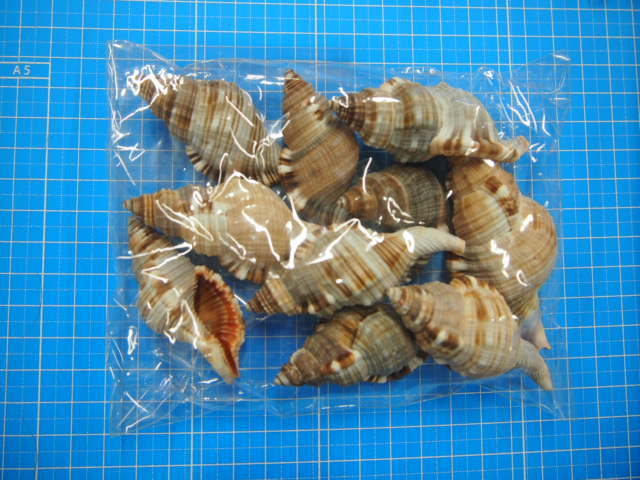 シノマキ【約5～8cm/10個】[メール便可-2袋まで] En: Cymatium