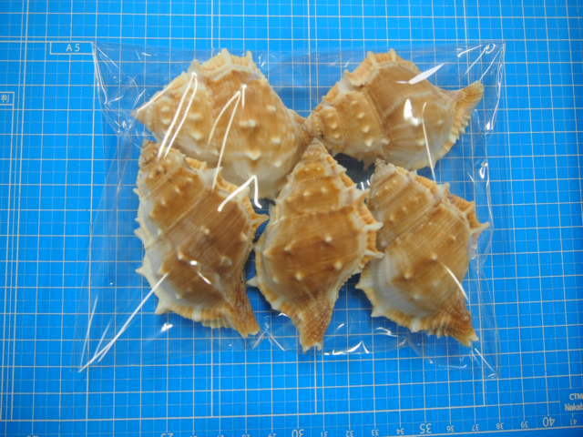 ミヤコボラ【約7～8cm/5個入】 En: Gyrineum rana (Size:7-8cm, per