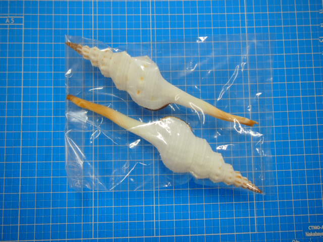 ホソニシ大【13cm以上/2本入】 En: Long-tailed Spindle (size:13cm up