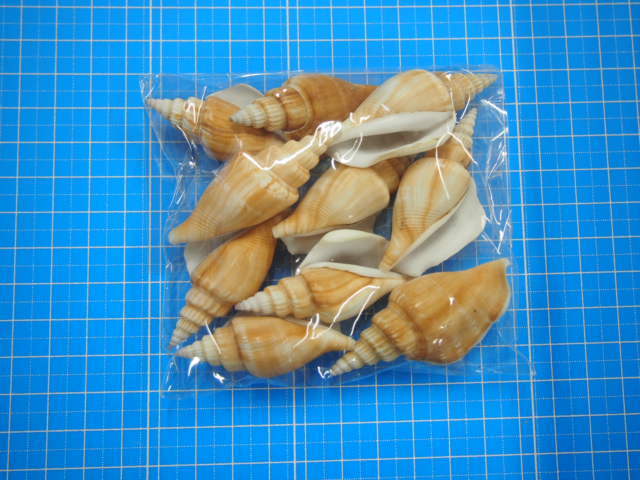 シドロガイ【約5～6cm/10個入】[メール便可-6袋まで] En: Strombus