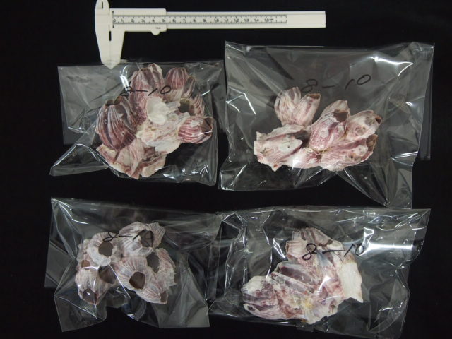 フジツボ【約8～10cm】 En: Barnacles Bclass(size:8-10cm) 貝殻