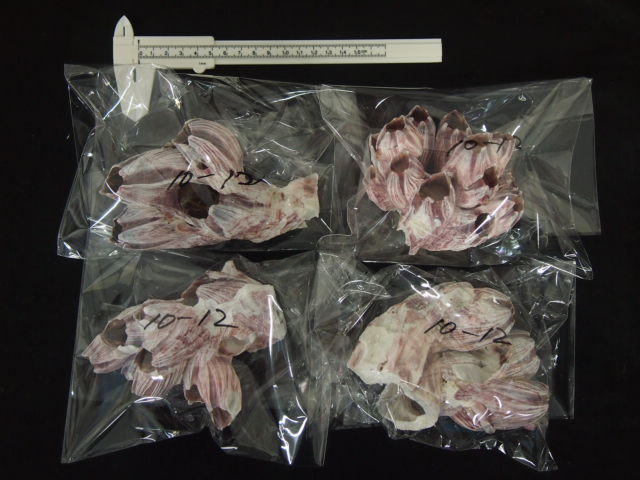 フジツボ【約10～12cm】 En: Barnacles (size:10-12cm)
