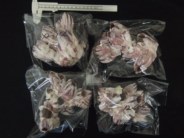 【波紋アート】フジツボアート／barnacle／オブジェ／10cmプリズム フジツボ【約12～14cm】 En: Barnacles (size:12-14cm)