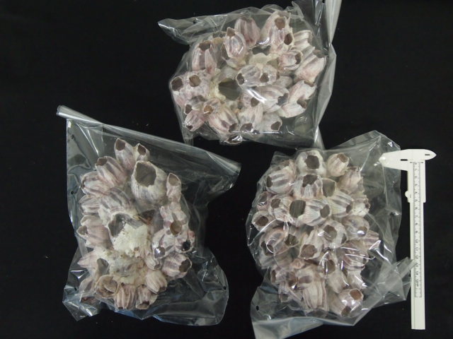 フジツボ【約18～20cm】 En: Barnacles (size:18-20cm)