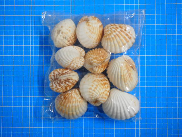 ブラウンコックレス【約2.5～3.5cm/10個】[メール便可-4袋まで] En