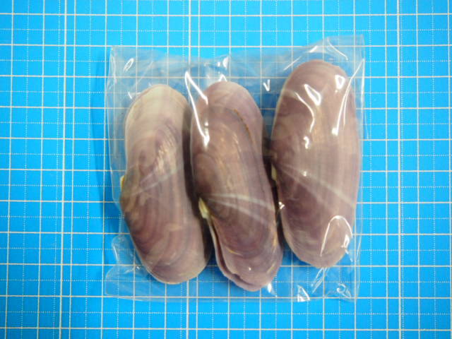 ムラサキガイ両面【約5～7cm/3個入】[メール便可] En:Purple