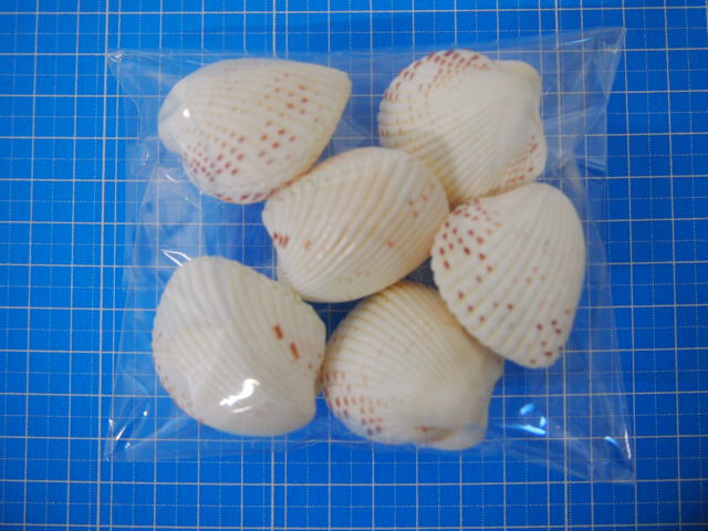 トウカムリガイ大・小・ホラガイ・クモガイ・その他セット カワラガイ【約3.0～4.0cm/6個】[メール便可-6袋まで] En