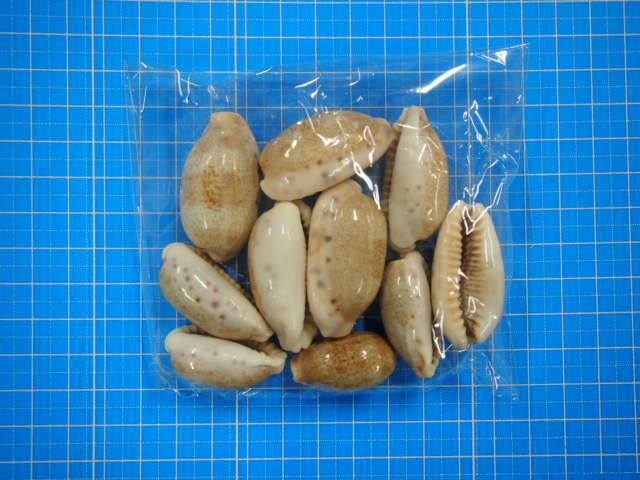 カバフダカラ【約3.0～4.5cm/10個入】[メール便可-4袋まで] En