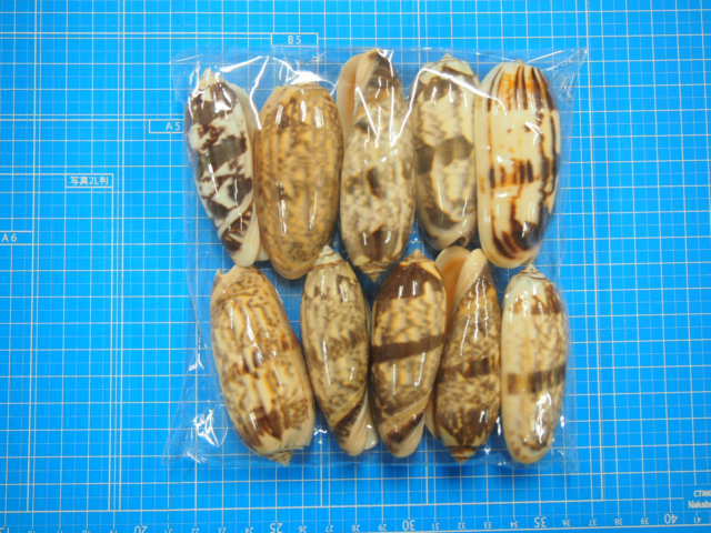 マクラガイ大【7cm前後/10個入】 En: Olive shell (size:7cm, per 10pcs)