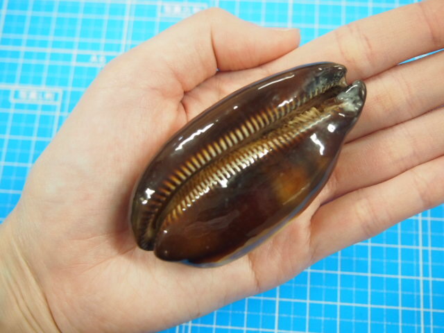 タカラ貝 タルダカラガイ【約6～7cm/1個】 En: Talparia talpa (Size:6～7cm