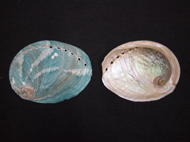 オーストラリア緑アワビ 原貝 【7cm前後/1枚】 En: Australia green  