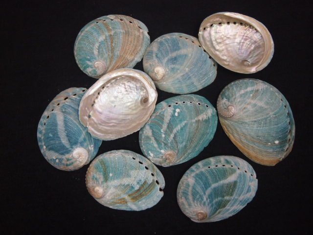 オーストラリア緑アワビ 原貝 【7cm前後/1枚】 En: Australia green  