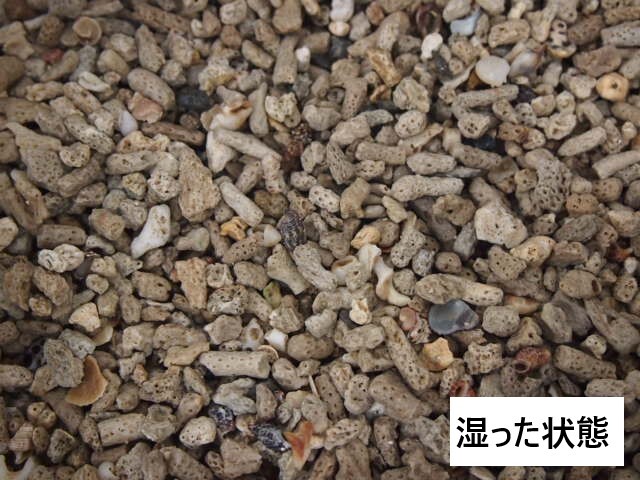 サンゴ砂【10mm】[メール便対象-880gまで] - Not for overseas sale -