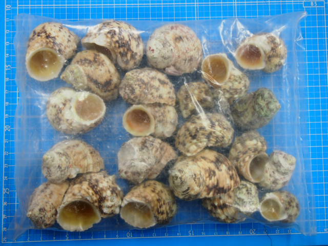 キングチサザエ【約4.0～6.0cm/500g 】 En: Turbo Gold Mouth (Size