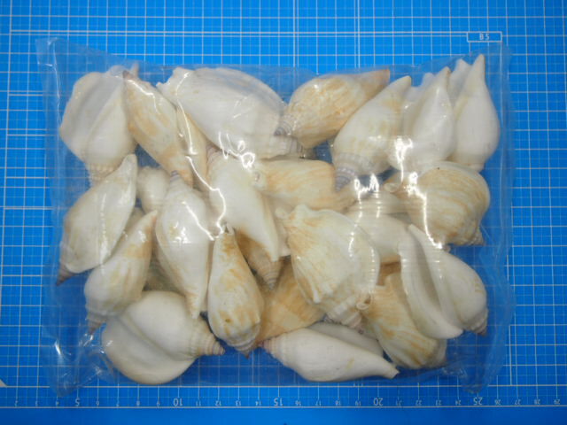 ホカケソデガイ【約6～7.5cm/500g 】 En:Strombus epidromis (size:6