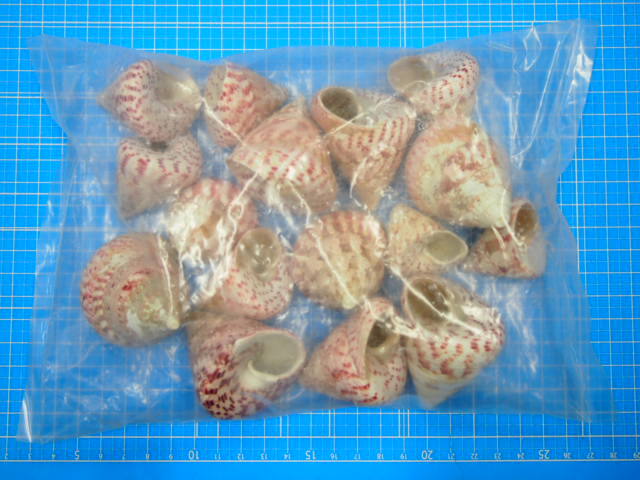 巻き貝 ベニシリダカ【約4.0～6.0cm/500g 】 En:Tectus conus (size