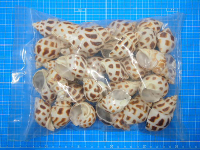 バイガイ-大-【約4.5～6.5cm/500g】 En: Babalonia Areolata (Size