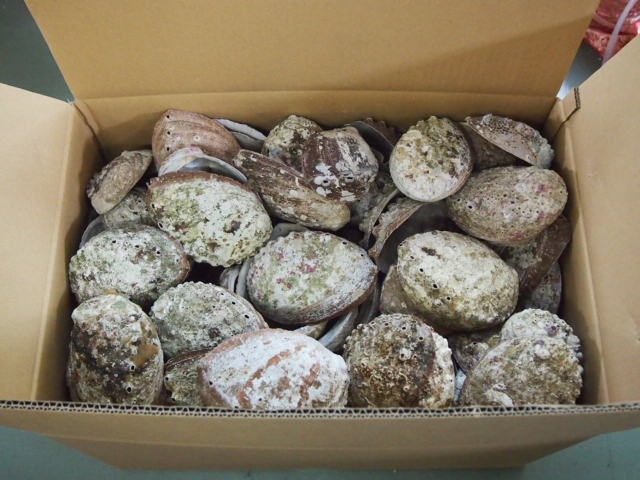 クロアワビ(自然)【約13～15cm/約18kg】 En: Haliotis discus