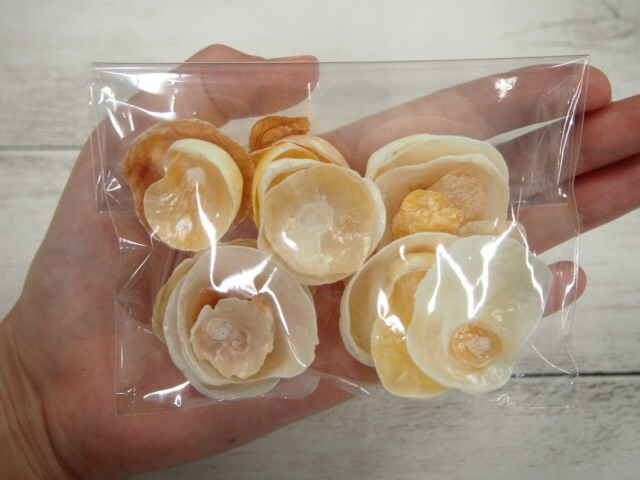 ナミマガシワ 瀬戸内産【約1～4cm/約30g】[メール便可-6袋まで] En