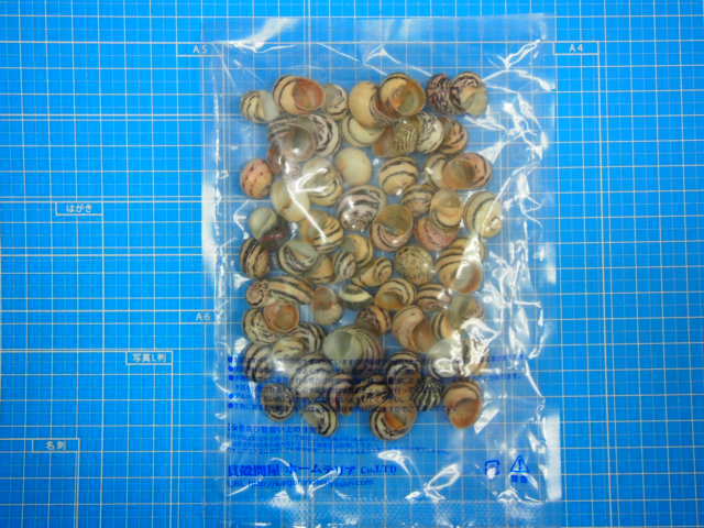 ネリトドリアス(シマオカイシマキガイ)【約1.5～2.0cm/50g】[メール