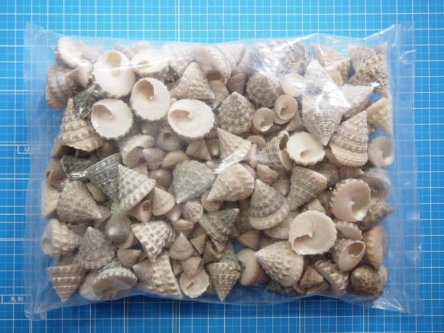 グランディナ大小ミックス(ウズガイ)【約1～3cm/500g】 En