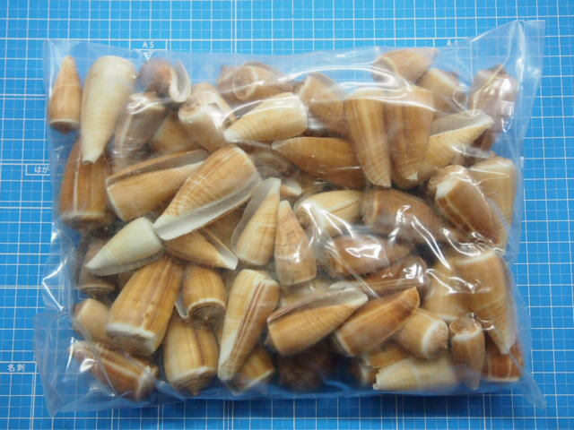 クリイロイモガイ（自然）【約3～6cm/500g】 En: Conus radiatum