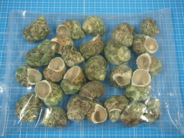 ターボグリーンシェル -大-【約3.5～5.0cm/500g】 En: Turbo Green