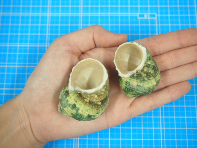 ターボグリーンシェル -大-【約3.5～5.0cm/500g】 En: Turbo Green