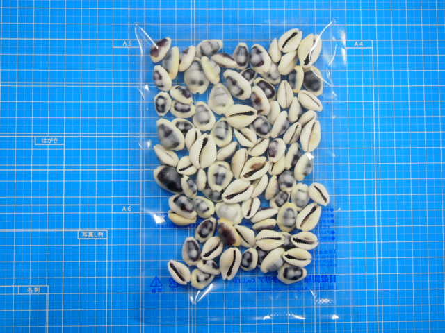 シプレアマニータパープルトップ【約1.5～2.5cm】[メール便可-400g