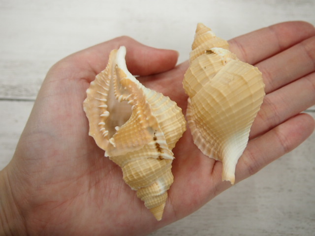 ディストロシオ レティクラタ -大-(イボボラ)【7cm前後/5個】 貝殻