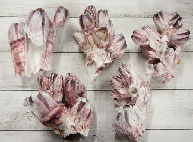 フジツボ【約12～14cm】 En: Barnacles (size:12-14cm)