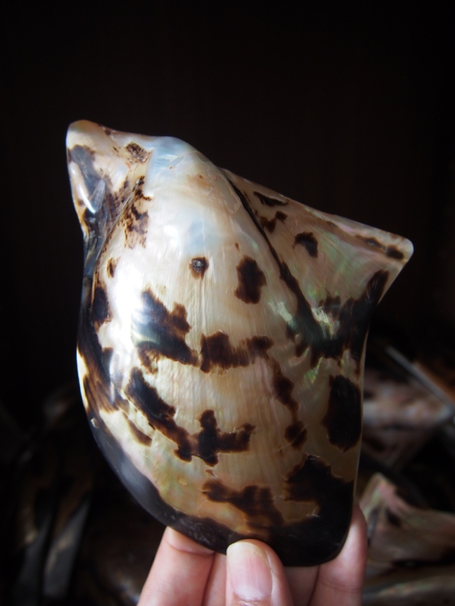 マベ タイガー 磨き【約13～15cm/1枚】 En: Brown lip polished