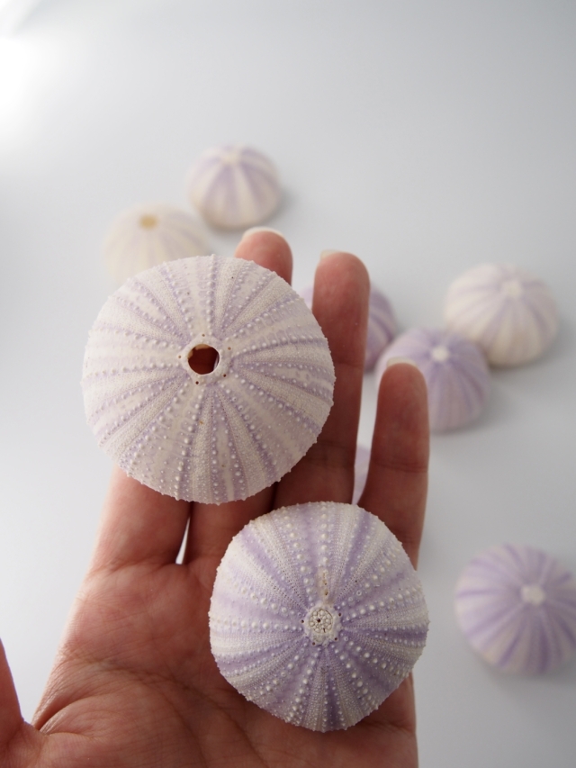 バイオレットウーチン(シラヒゲウニ)【約4~6cm】 En: Colector urchin (Size:4-6cm) バイオレットウーチン(シラヒゲウニ)【約4~6cm】 En: Colector urchin (Size:4-6cm)