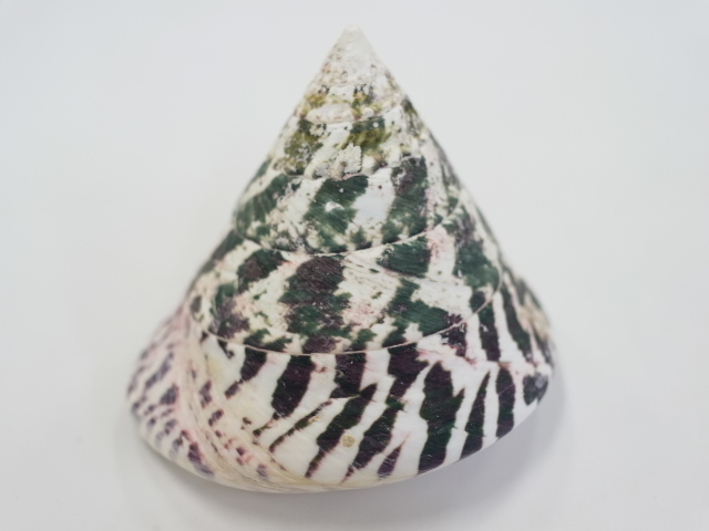 タカセガイ（洗浄済）【約8cm前後/1個】 En: Trocus (Size:8cm, per