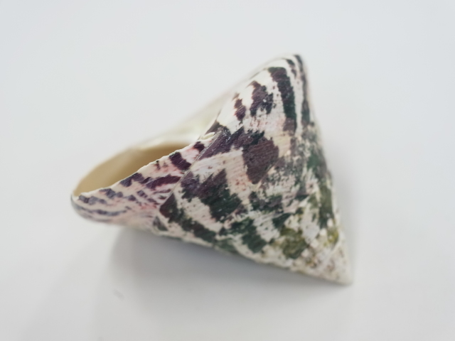タカセガイ（洗浄済）【約8cm前後/1個】 En: Trocus (Size:8cm, per