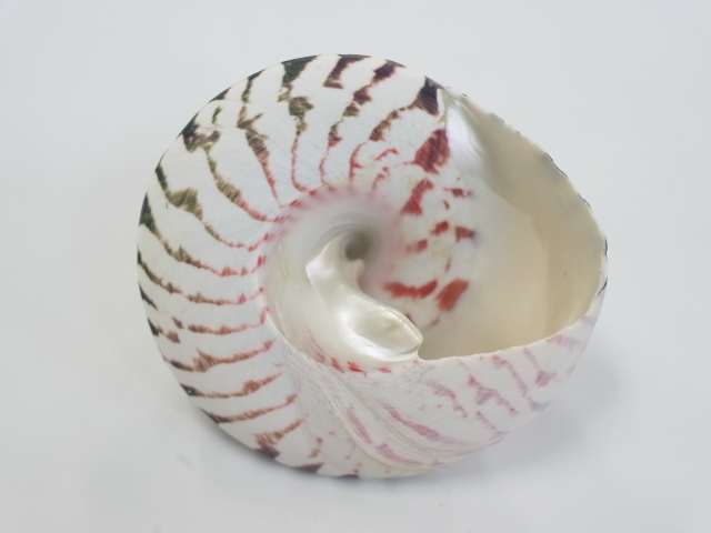 タカセガイ（洗浄済）【約8cm前後/1個】 En: Trocus (Size:8cm, per