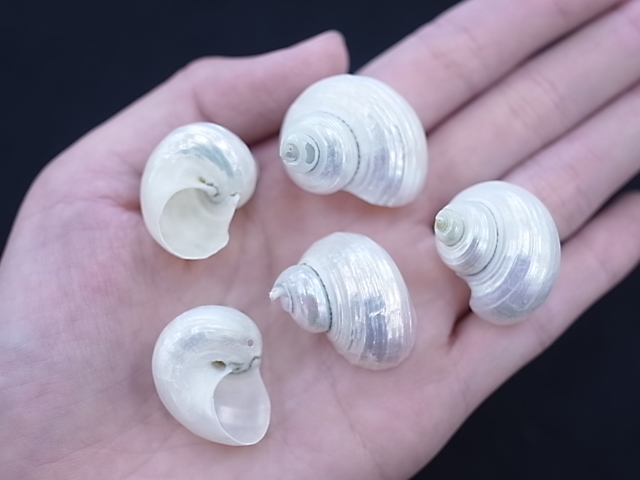 ☆真珠☆ページ 楽天市場】【TASAKI】タサキ 田崎真珠 マベ真珠 マベパール 13mm