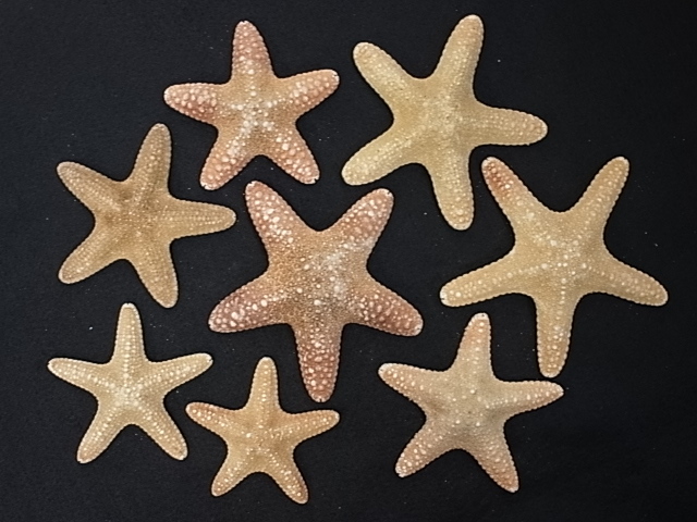 ジャングルヒトデ【約10～12cm/3個】En: Jungle starfihsh (size:10