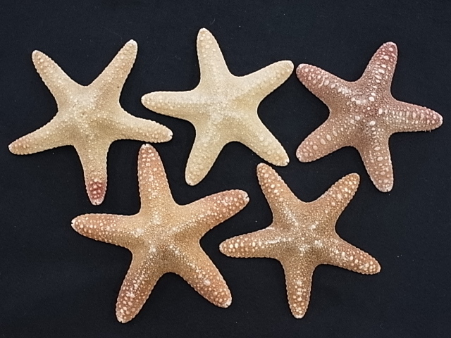 ジャングルヒトデ【約12～14cm/1個】En: Jungle starfihsh (size:12