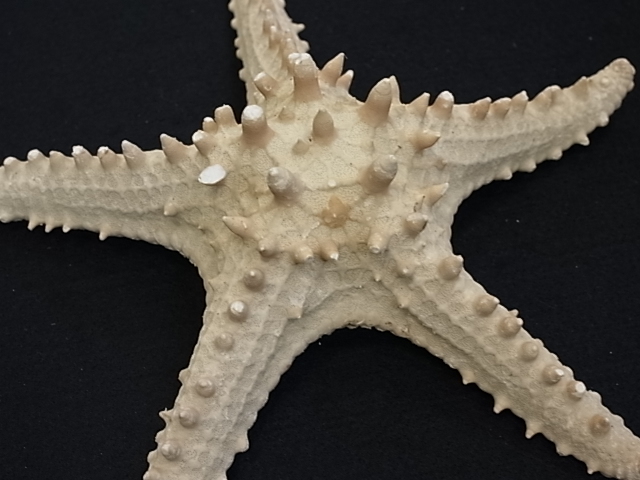 特大コブヒトデ【約22～25cm/1個】 En: Philippine starfish(Size:22