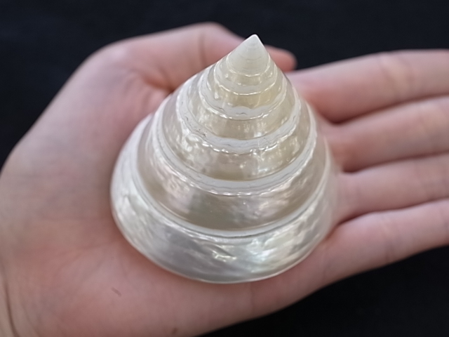 テクトスピラミス真珠磨き【約6~7cm】(ギンタカハマガイ テクトスピラミス真珠磨き【約6~7cm】(ギンタカハマガイ