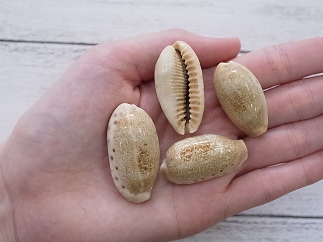 カバフダカラ【約3.0～4.5cm/10個入】[メール便可-4袋まで] En