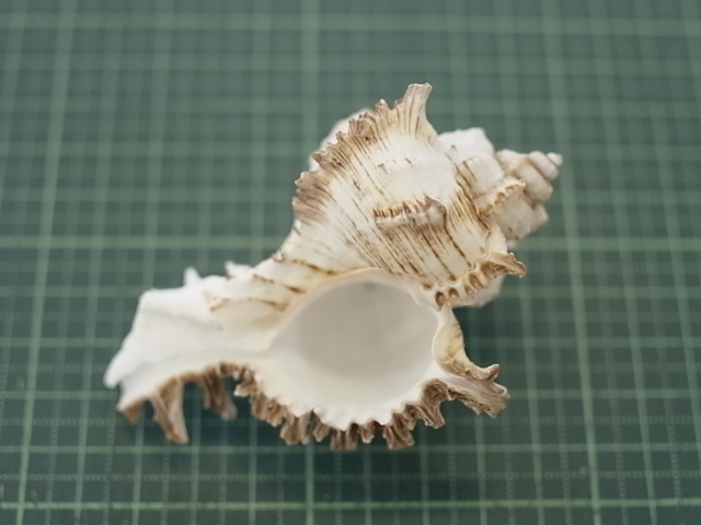 テングガイ【約8～10cm】En: Murex Ramosu (size:8-10cm)