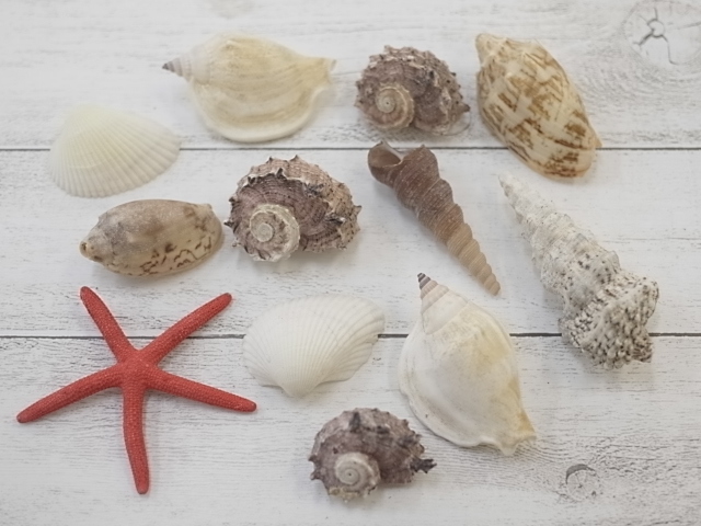 貝殻詰め合わせ-舟型-【舟サイズ約30cm/1個】 En: Shells in ship