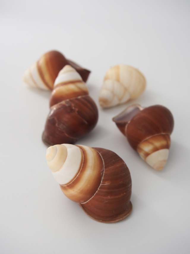 ルフォガスタ【約5.0～6.5cm/5個】 En:Rufogaster (Size:5-6.5cm