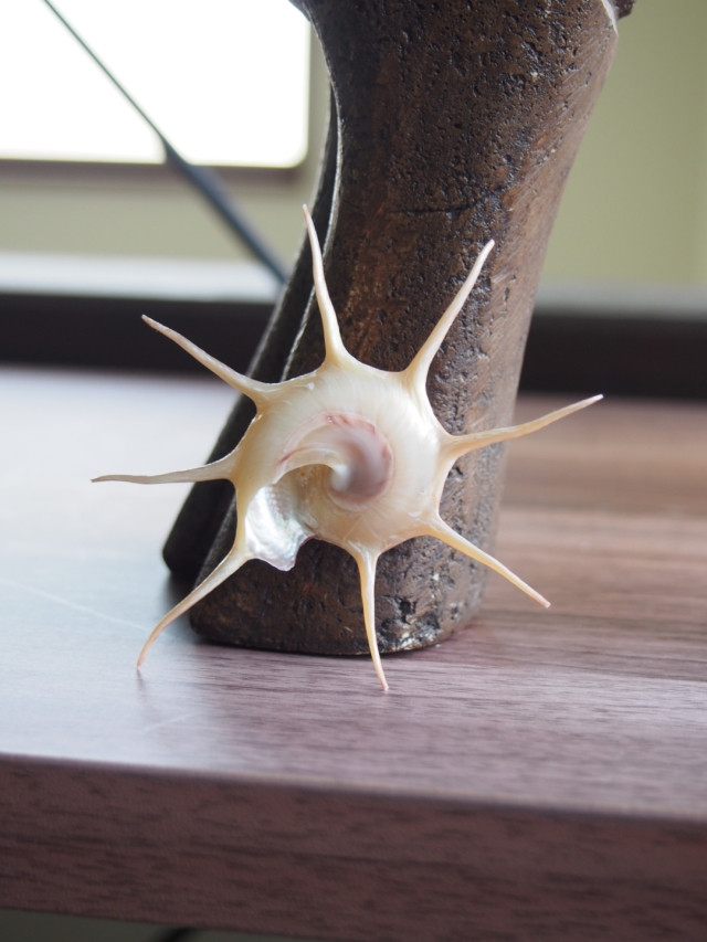 ハリナガリンボウ　蓋つき③ ハリナガリンボウ 蓋つき③