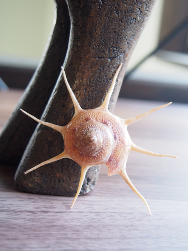 リンボウガイ確認用 リンボウガイ確認用 リンボウガイ | 貝の図鑑